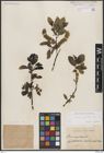 Foto von Salix borealis Fr.